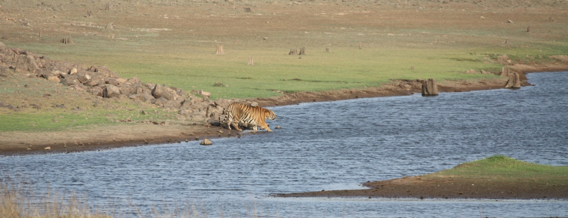 attractions of tadoba national park