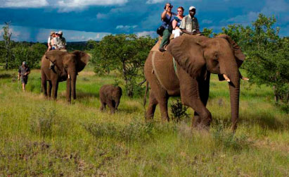 elephant safari in jim corbett