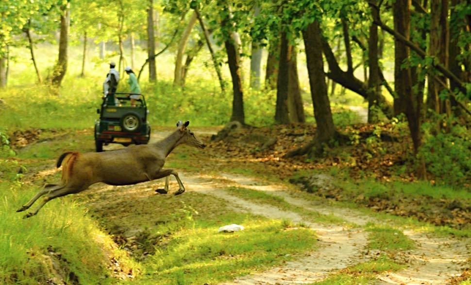 Kanha National Park - - Among Top 5 National Parks in India