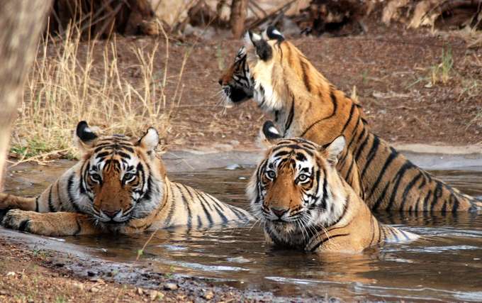 Corbett National Park - Among Top 5 National Parks in India