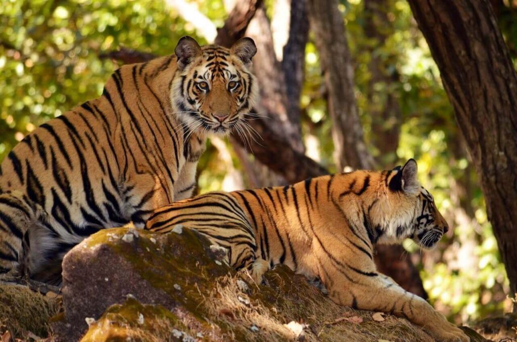 Bandhavgarh National Park

