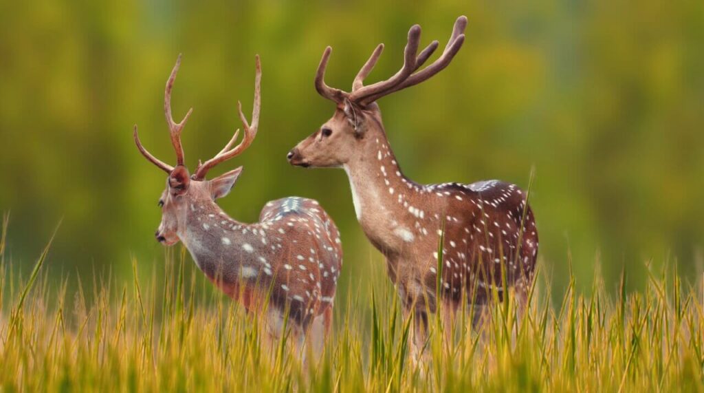 Pench National Park
