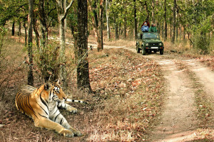 bandhavgarh national park safari