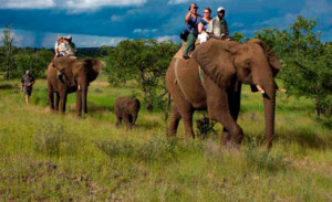 elephant safari in jim corbett