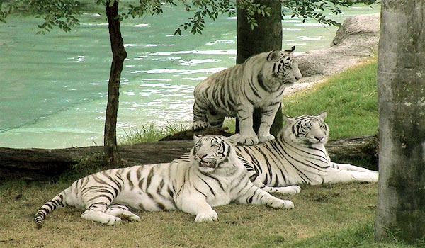 flora and fauna in bandhavgarh national park
