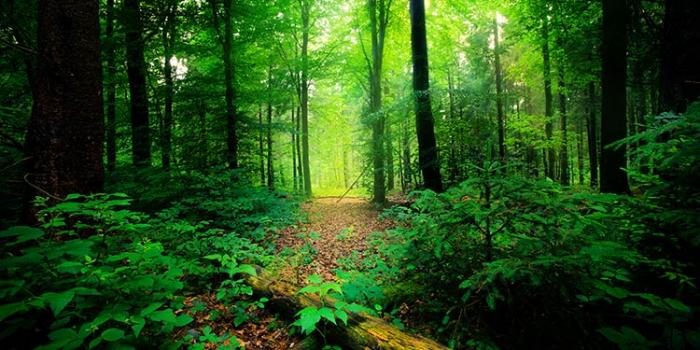 how to reach bandhavgarh national park