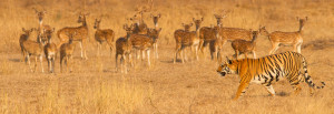 pench national park