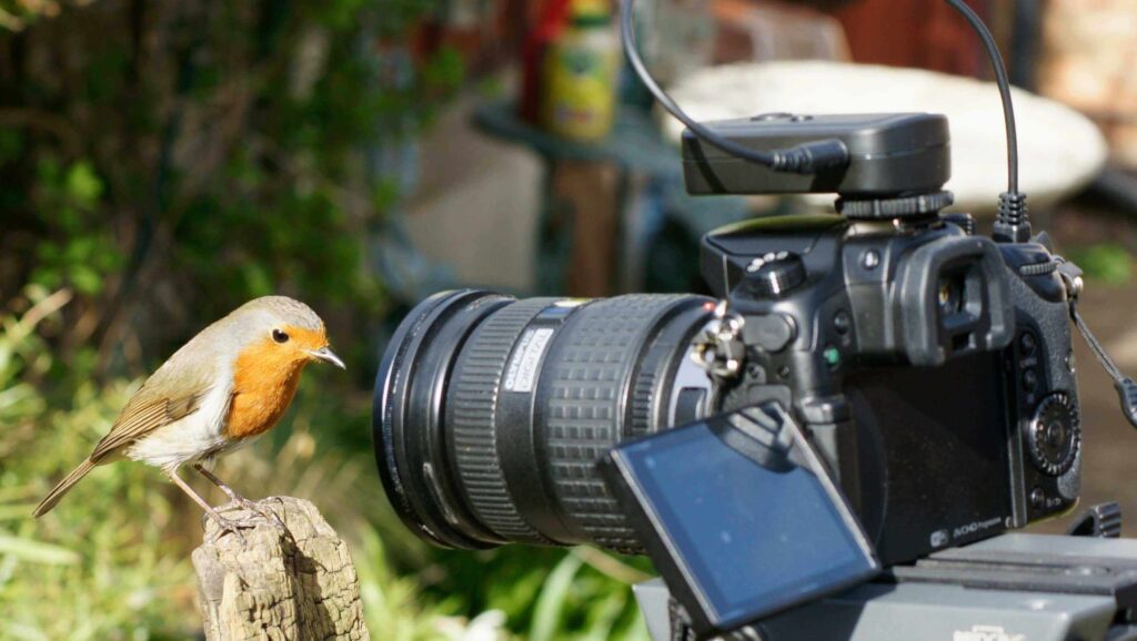Birding 
