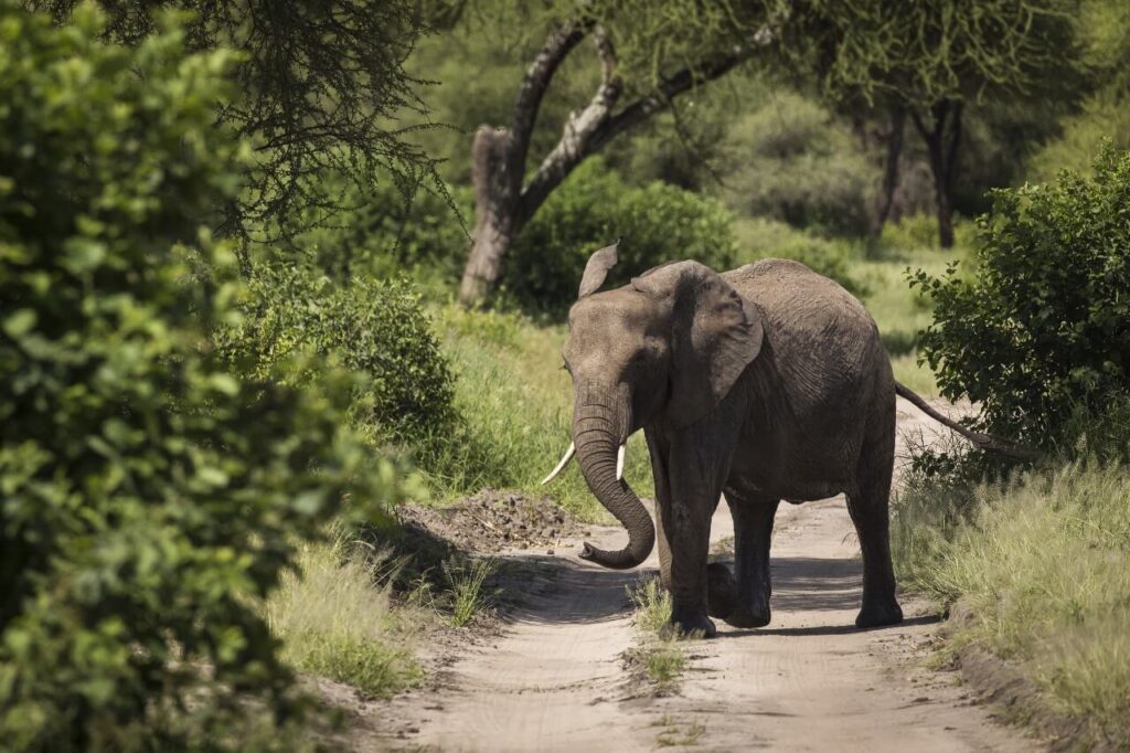 Elephant Safari 